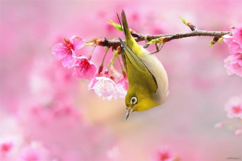 Картинки птицы и цветы (100 фото) #39