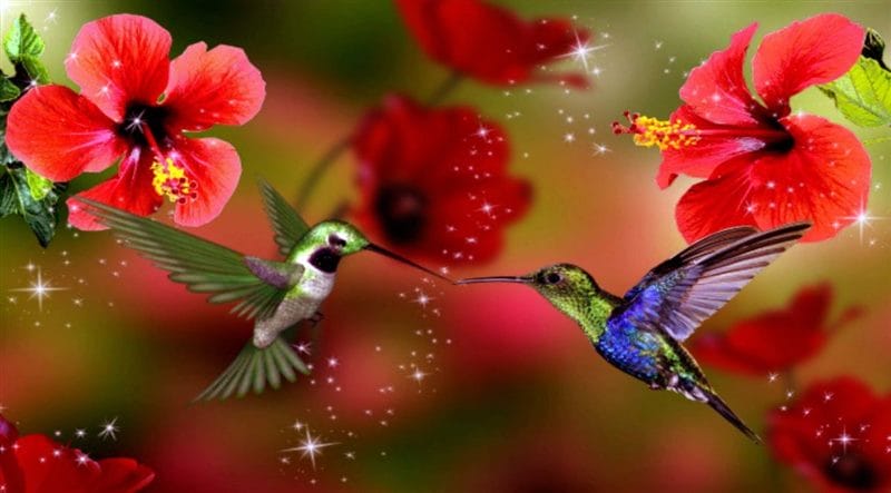 Картинки птицы и цветы (100 фото) #31