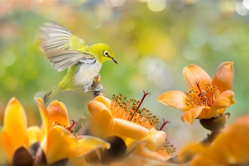 Картинки птицы и цветы (100 фото) #3