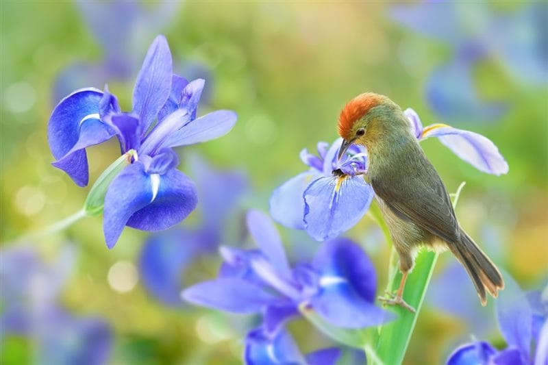 Картинки птицы и цветы (100 фото) #38