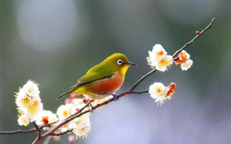 Картинки птицы и цветы (100 фото) #48