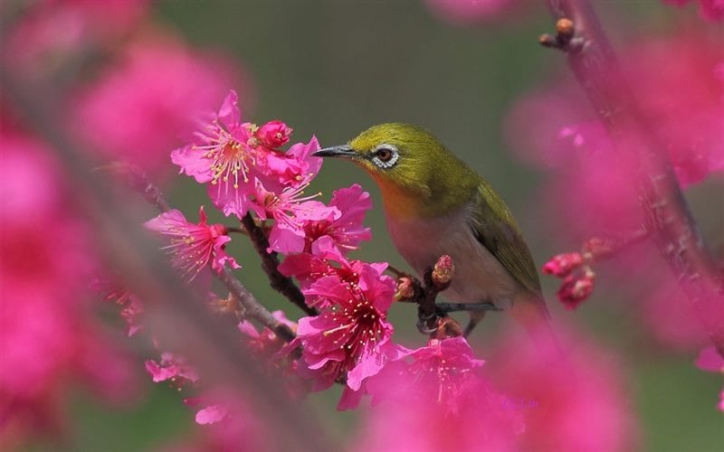 Картинки птицы и цветы (100 фото) #41