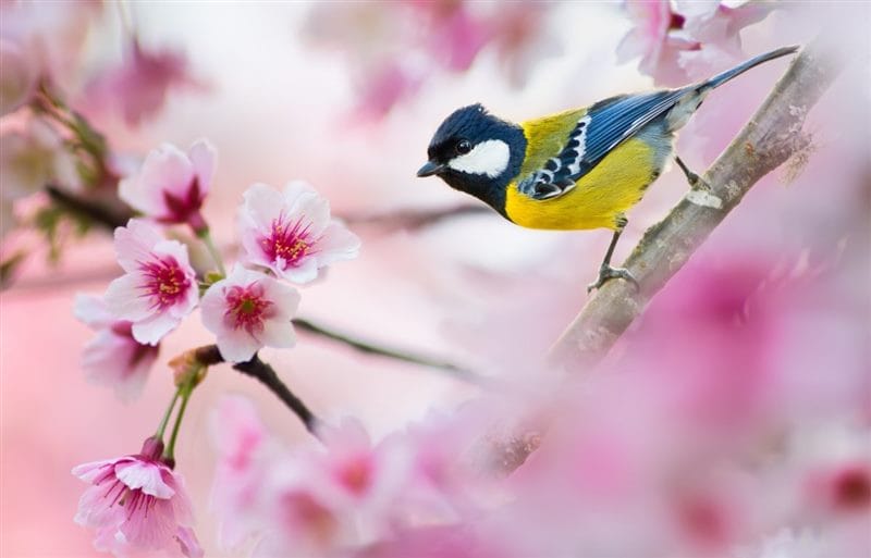 Картинки птицы и цветы (100 фото) #43