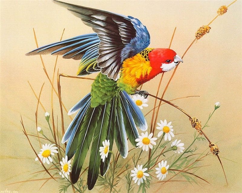 Картинки птицы и цветы (100 фото) #62