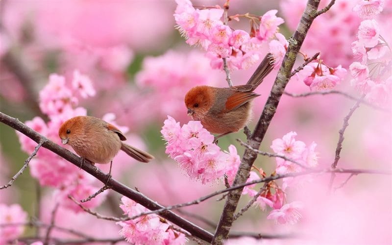 Картинки птицы и цветы (100 фото) #1