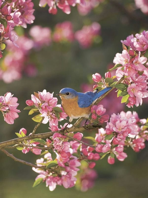 Картинки птицы и цветы (100 фото) #97