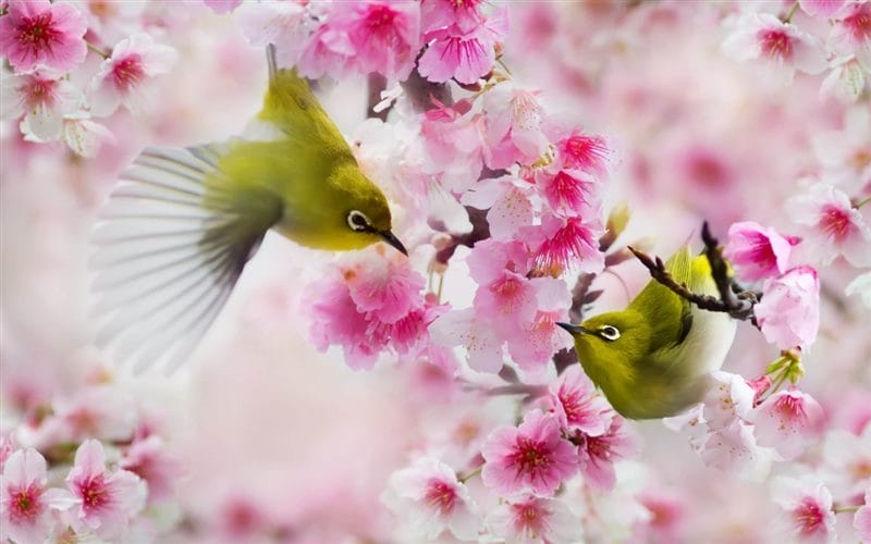 Картинки птицы и цветы (100 фото) #17