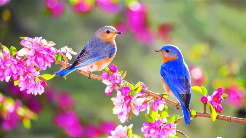 Картинки птицы и цветы (100 фото) #16
