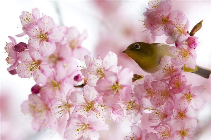 Картинки птицы и цветы (100 фото) #9