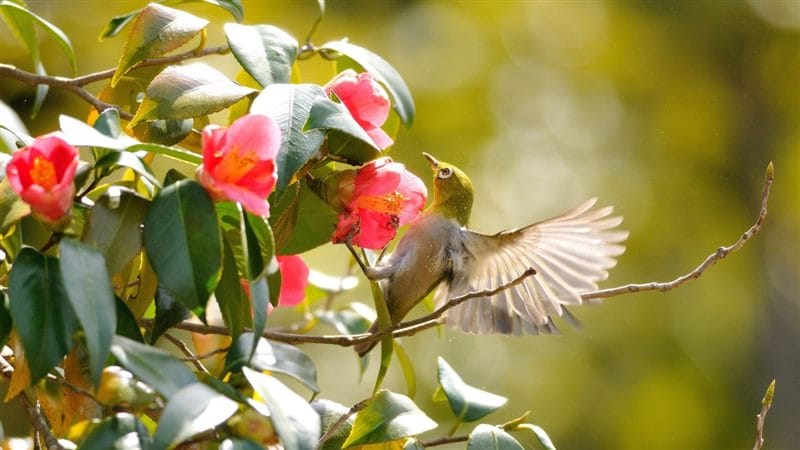 Картинки птицы и цветы (100 фото) #4