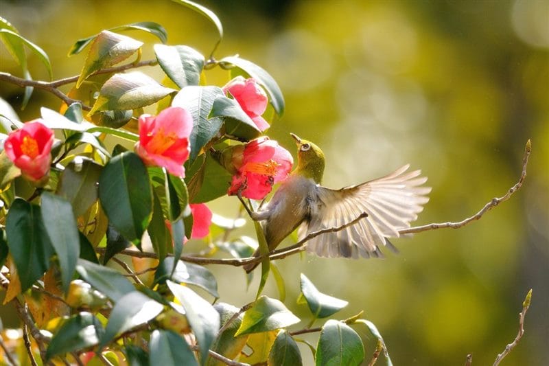Картинки птицы и цветы (100 фото) #87