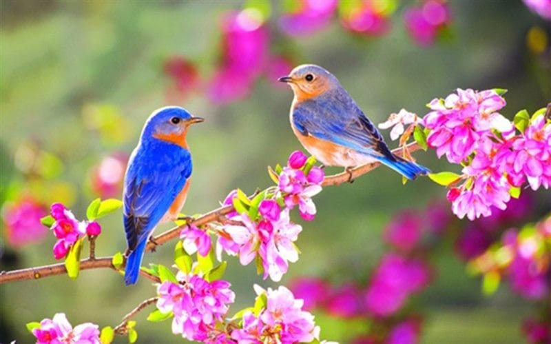 Картинки птицы и цветы (100 фото) #12