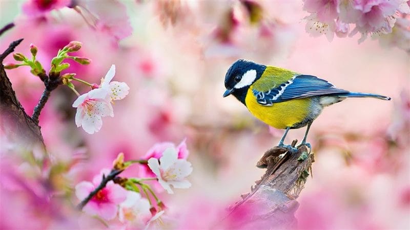 Картинки птицы и цветы (100 фото) #29