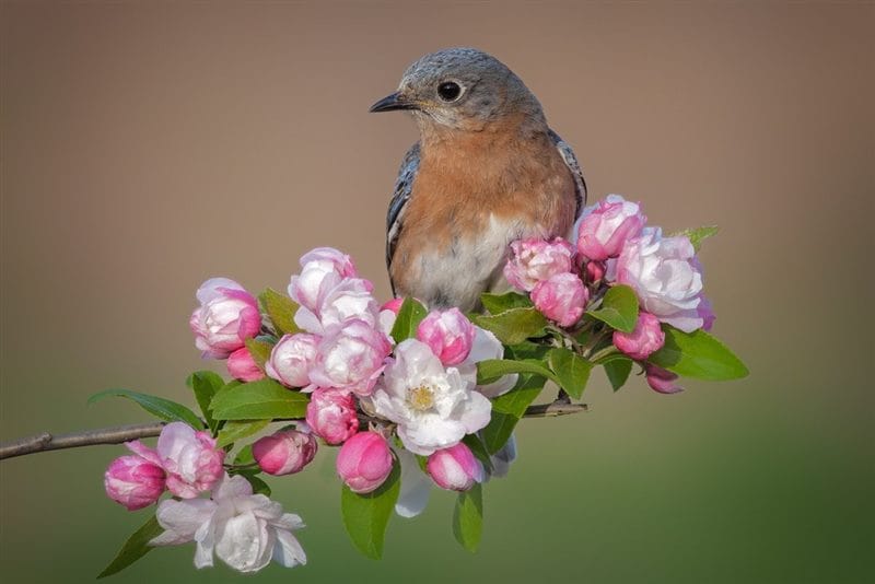 Картинки птицы и цветы (100 фото) #35
