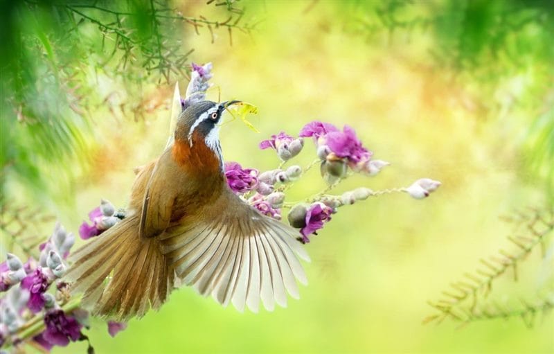 Картинки птицы и цветы (100 фото) #22