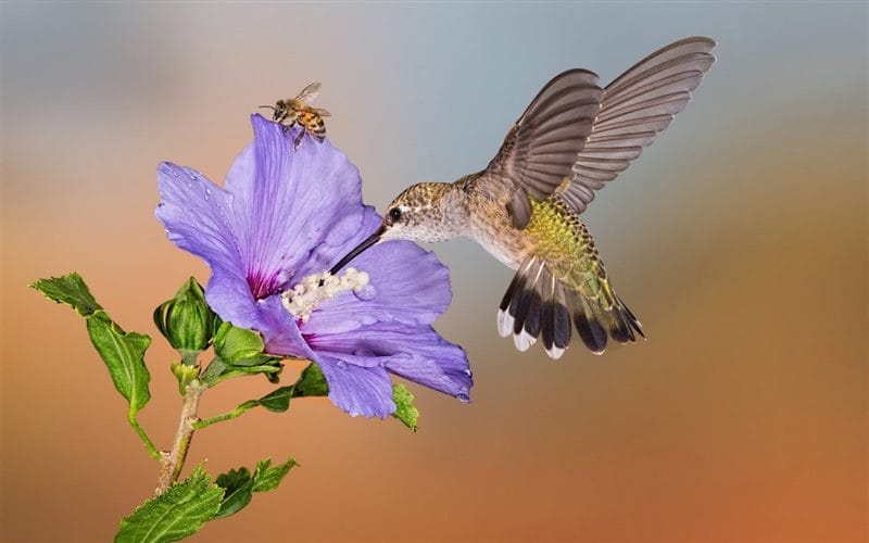 Картинки птицы и цветы (100 фото) #34