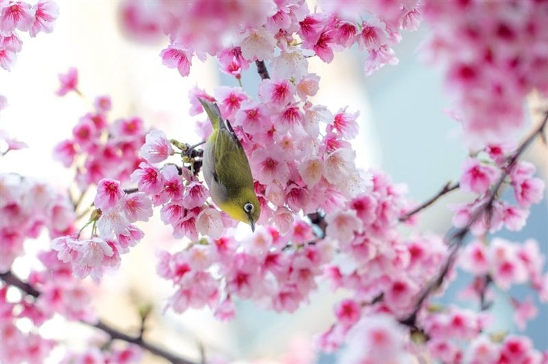 Картинки птицы и цветы (100 фото) #8