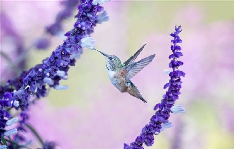 Картинки птицы и цветы (100 фото) #45