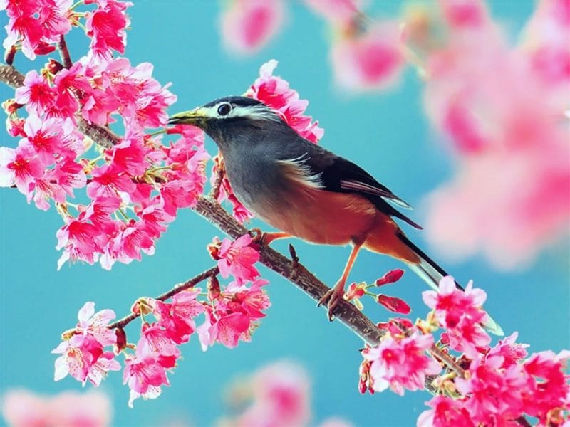 Картинки птицы и цветы (100 фото) #82