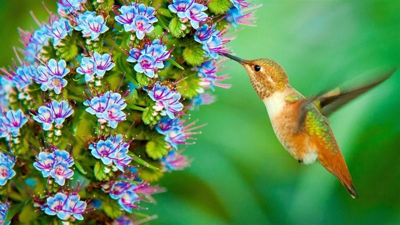 Картинки птицы и цветы (100 фото) #74