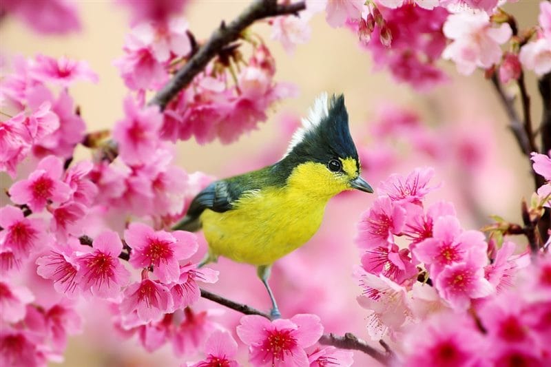 Картинки птицы и цветы (100 фото) #96