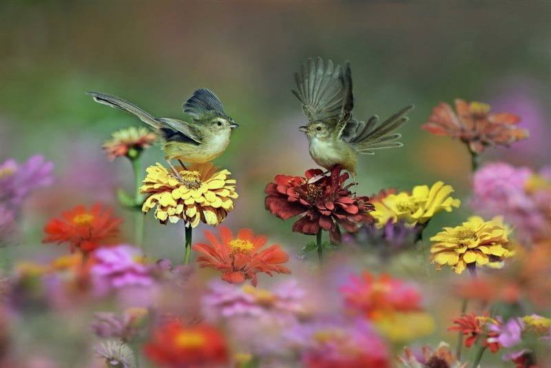 Картинки птицы и цветы (100 фото) #30