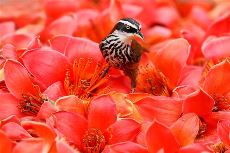 Картинки птицы и цветы (100 фото) #88