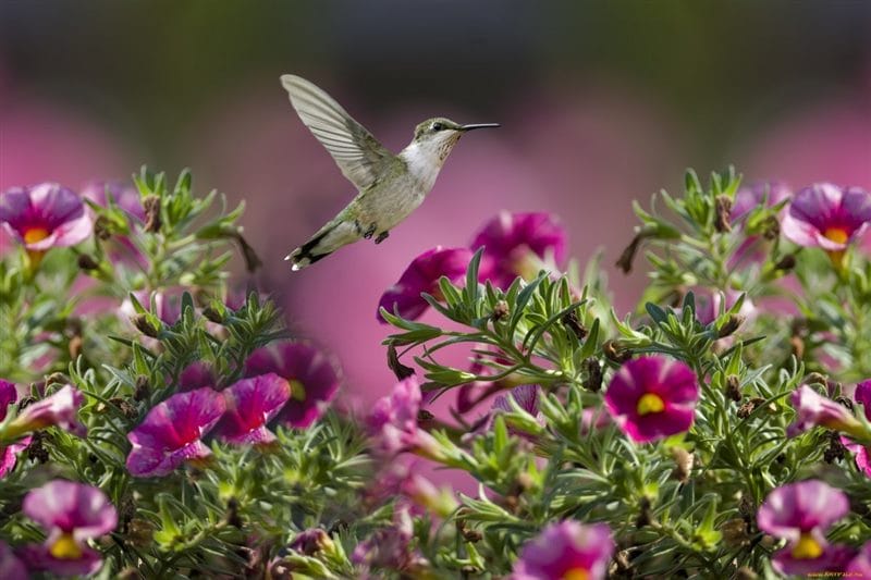 Картинки птицы и цветы (100 фото) #84