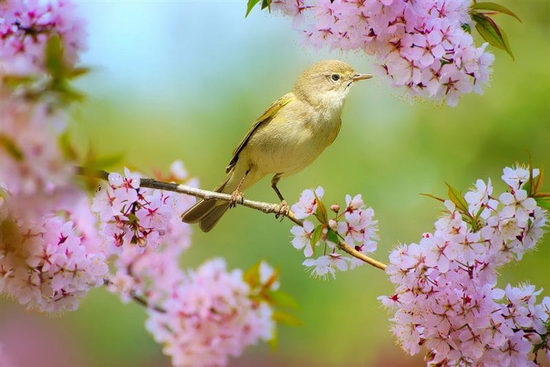 Картинки птицы и цветы (100 фото) #89