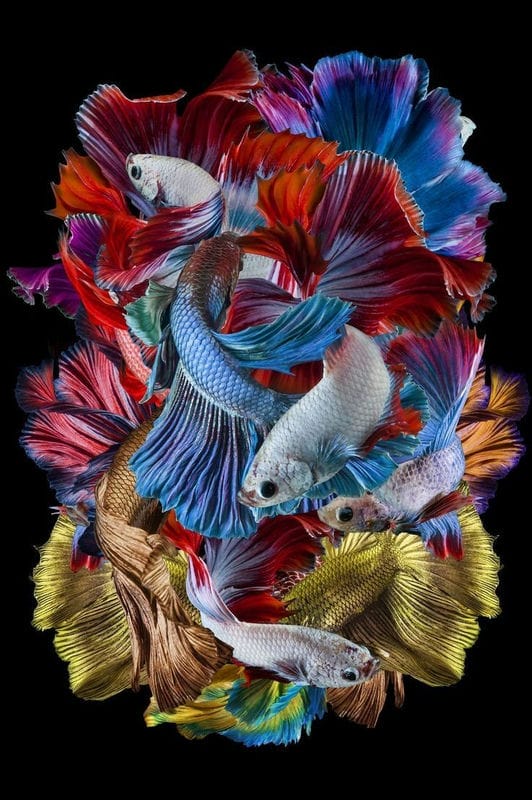 Картинки рыбка петушок (100 фото) #16