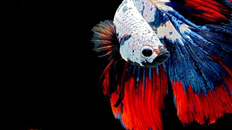 Картинки рыбка петушок (100 фото) #76
