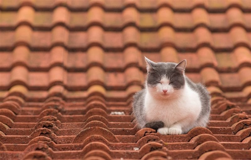 Картинки коты на крыше (65 фото) #1