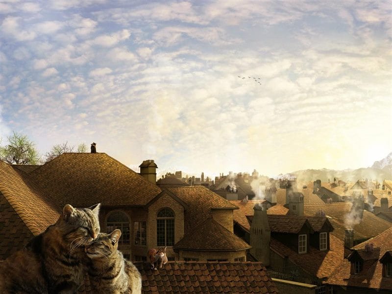 Картинки коты на крыше (65 фото) #13