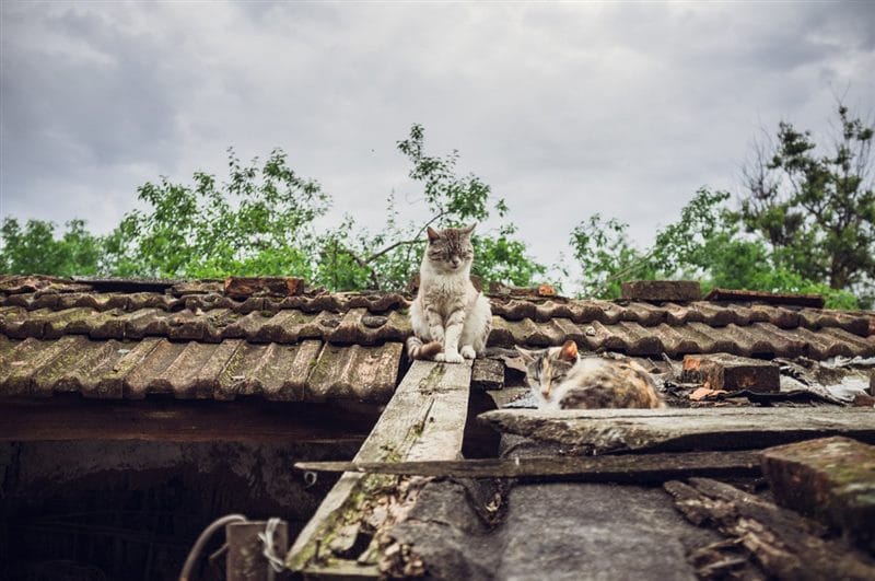Картинки коты на крыше (65 фото) #14