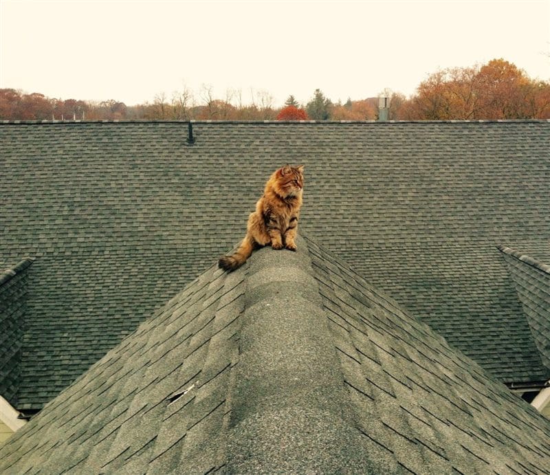 Картинки коты на крыше (65 фото) #57