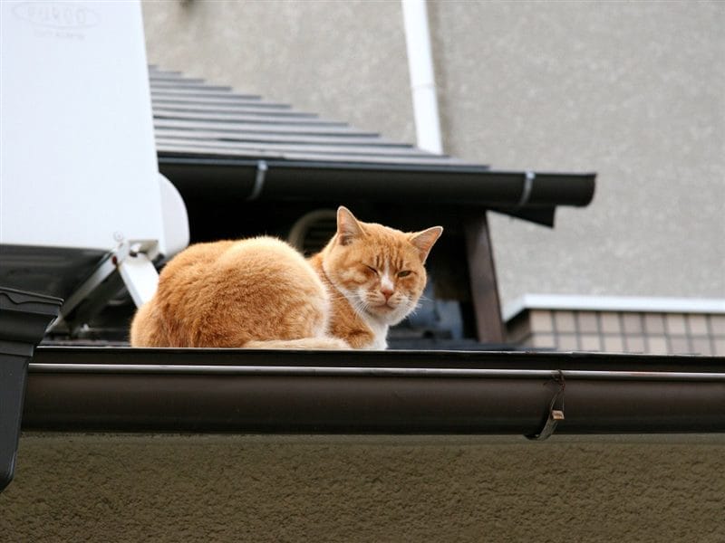 Картинки коты на крыше (65 фото) #30