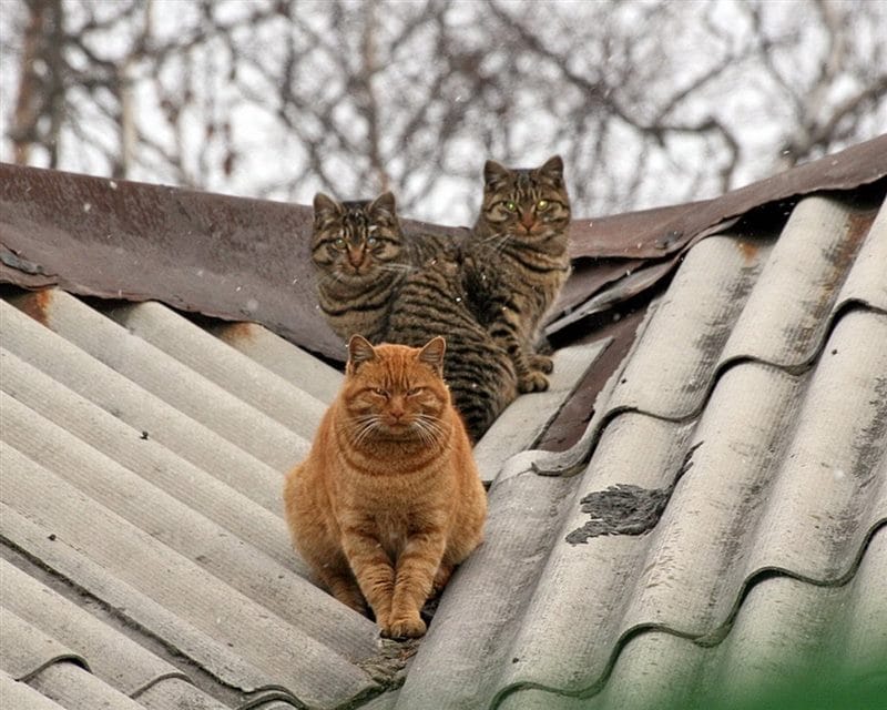 Картинки коты на крыше (65 фото) #5