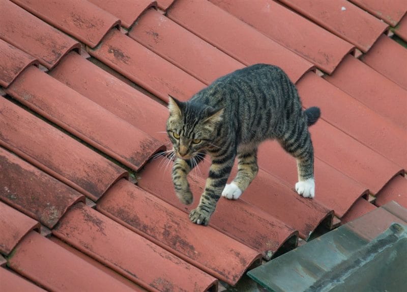 Картинки коты на крыше (65 фото) #24