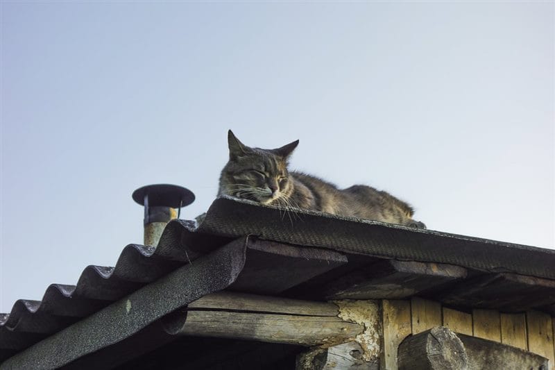 Картинки коты на крыше (65 фото) #45