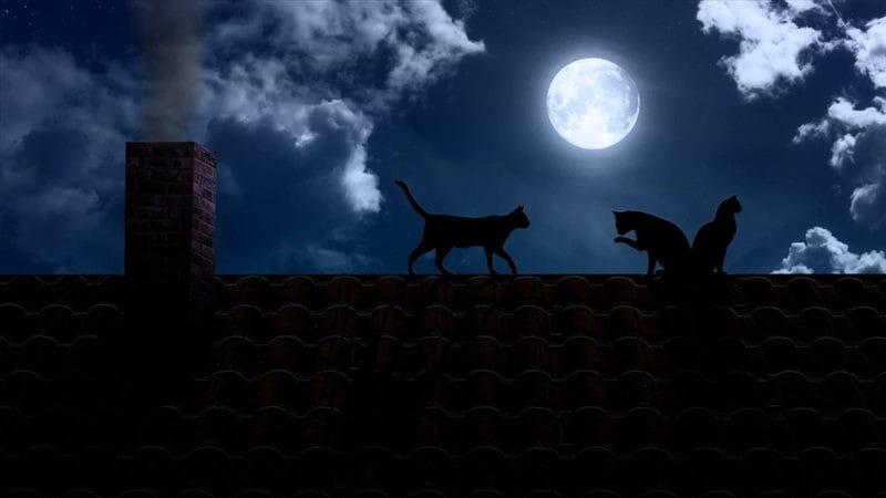 Картинки коты на крыше (65 фото) #50