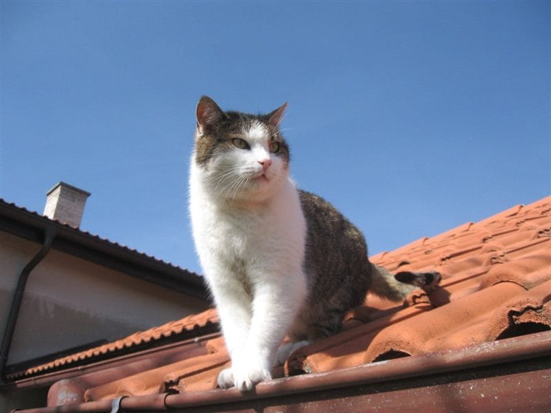 Картинки коты на крыше (65 фото) #37