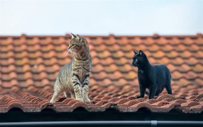 Картинки коты на крыше (65 фото) #3