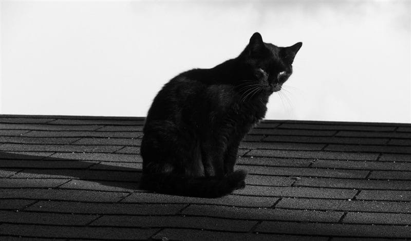 Картинки коты на крыше (65 фото) #40