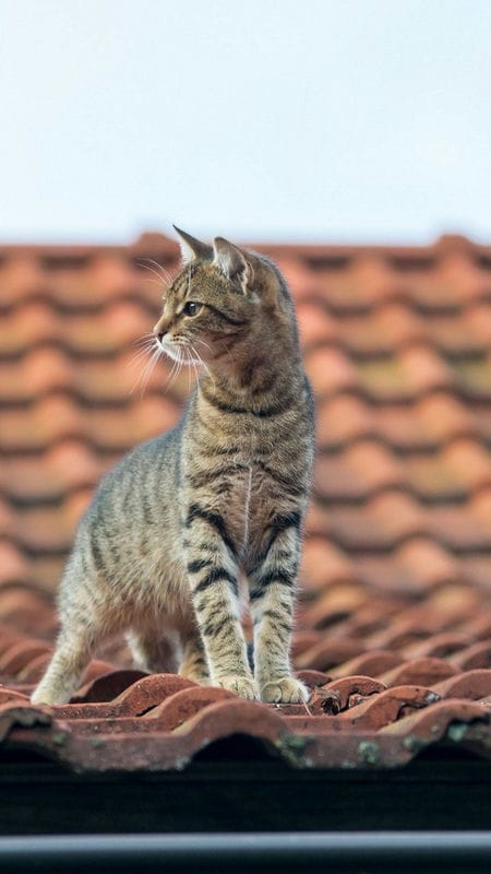 Картинки коты на крыше (65 фото) #35