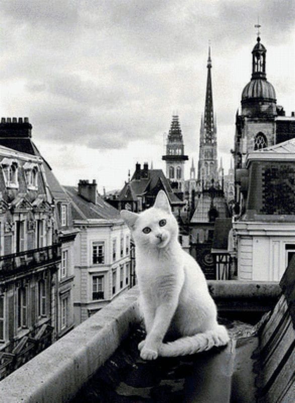 Картинки коты на крыше (65 фото) #65