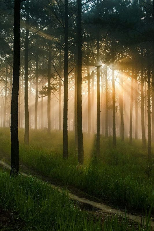 Картинки утро в лесу (75 фото) #27