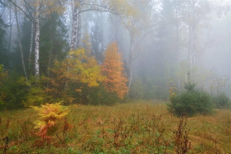 Картинки утро в лесу (75 фото) #44