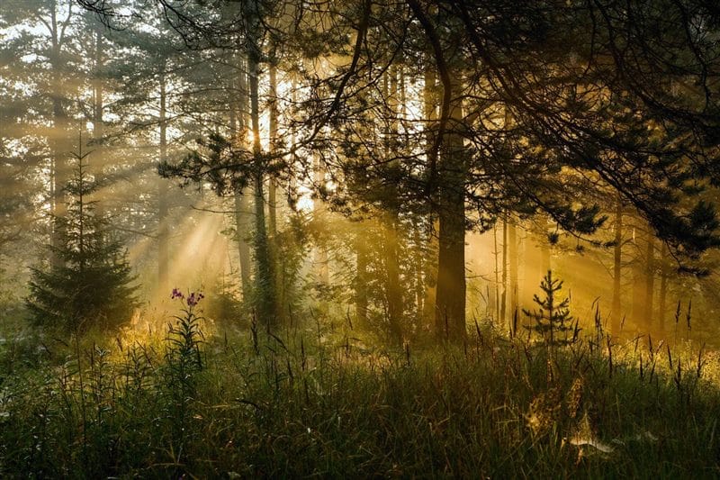 Картинки утро в лесу (75 фото) #60
