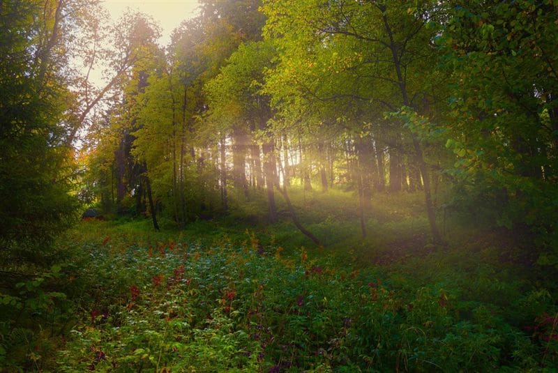 Картинки утро в лесу (75 фото) #17