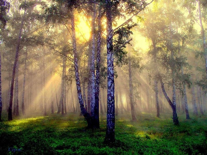 Картинки утро в лесу (75 фото) #70